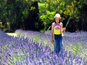 Brayfield Park Lavender Farm - Surfers Gold Coast 0
