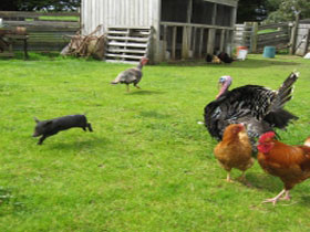 Echo Farm - Surfers Gold Coast 0