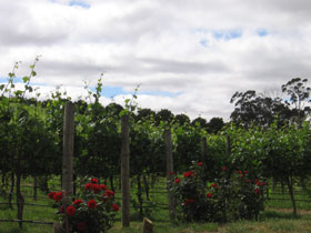 Manyara Vineyard - Surfers Gold Coast 0