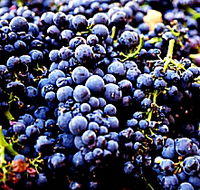 Laurel Bank Vineyard - Surfers Gold Coast