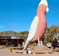 The Big Galah - Surfers Gold Coast
