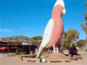 The Big Galah - Surfers Gold Coast 0