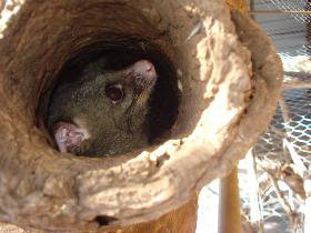 Mulga Sanctuary And Wildlife Park - Surfers Gold Coast 0