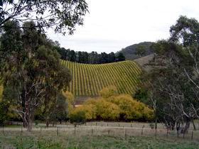 Mt Bera Vineyards - Surfers Gold Coast 0