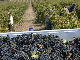 Rolf Binder Wines - Surfers Gold Coast 0