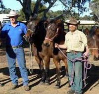 Coffin Bay Brumby Preservation Society Incorporated - Surfers Gold Coast