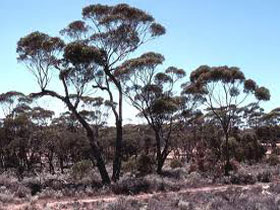 Clements Gap Conservation Park - Surfers Gold Coast 0