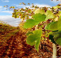 Mirabella Vineyards - Surfers Gold Coast