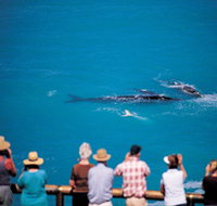 Whale Watching At Head Of Bight - Surfers Gold Coast