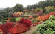 Emu Valley Rhododendron Garden - thumb 0
