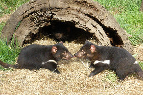 Wing's Wildlife Park - Surfers Gold Coast 0