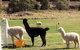 Maydena Country Cabins Accommodation & Alpaca Stud - thumb 0