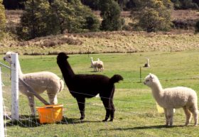 Maydena Country Cabins Accommodation & Alpaca Stud - Surfers Gold Coast 0