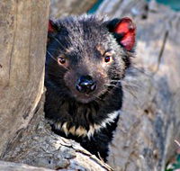 Trowunna Wildlife Sanctuary - Surfers Gold Coast