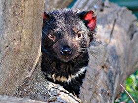Trowunna Wildlife Sanctuary - Surfers Gold Coast 0
