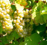 Winstead Vineyard - Surfers Gold Coast