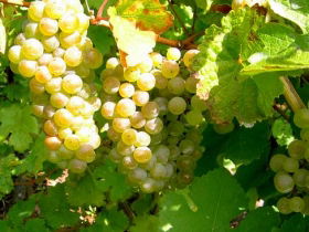 Winstead Vineyard - Surfers Gold Coast 0