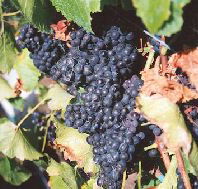 Darlington Vineyard - Surfers Gold Coast