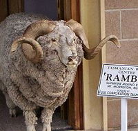 Tasmanian Wool Centre - Surfers Gold Coast