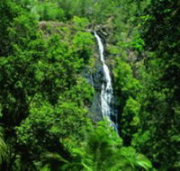Kondalilla National Park - Surfers Gold Coast