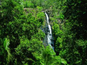 Kondalilla National Park - Surfers Gold Coast 0