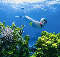 The Whale Dive Site - Surfers Gold Coast