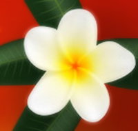 Well Retreat - Day Spa and Teahouse - Surfers Gold Coast