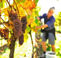 Native Point Wines - Surfers Gold Coast