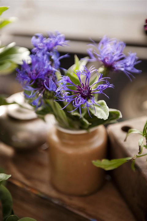 Salamanca Market - Surfers Gold Coast 1