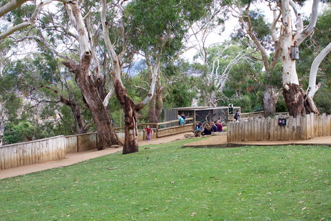 Bonorong Wildlife Sanctuary - Surfers Gold Coast 2