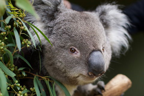 Bonorong Wildlife Sanctuary - Surfers Gold Coast 3