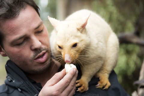 Bonorong Wildlife Sanctuary - Surfers Gold Coast 4