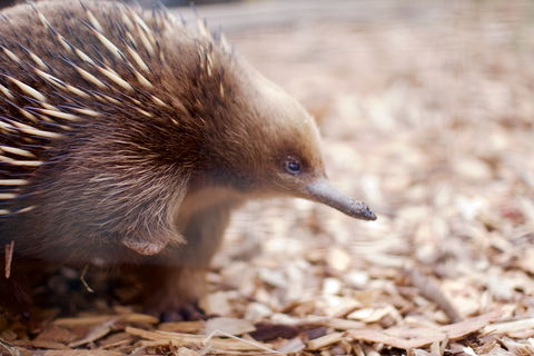 Bonorong Wildlife Sanctuary - Surfers Gold Coast 5