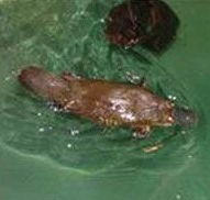 Platypus House - Surfers Gold Coast