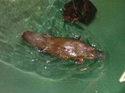 Platypus House - Surfers Gold Coast 0