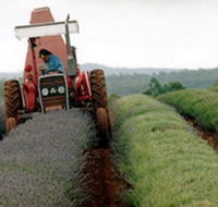 Bridestowe Lavender Farm - Surfers Gold Coast