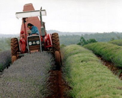 Bridestowe Lavender Farm - Surfers Gold Coast 0