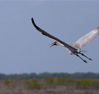 Gayngaru Wetlands Interpretive Walk - Surfers Gold Coast