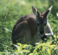 Tjaetaba Falls - Surfers Gold Coast