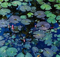 Pine Creek Water Gardens - Surfers Gold Coast