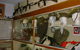 Victoria Barracks Museum - thumb 0