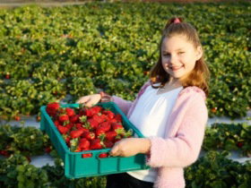 Strawberry Fields - Surfers Gold Coast 0