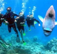 Jew Shoal Dive Site - Surfers Gold Coast