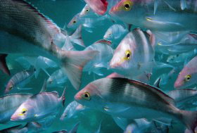 Wolf Rock Dive Site - Surfers Gold Coast 0