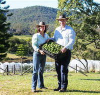 Hinterland Feijoas - Surfers Gold Coast