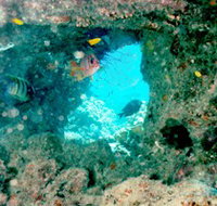 Michaelmas Cay Dive Site - Surfers Gold Coast