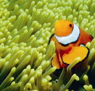 Thetford Reef Dive Site - Surfers Gold Coast