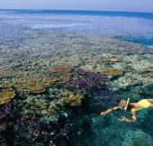 Split Bommie Dive Site - Surfers Gold Coast
