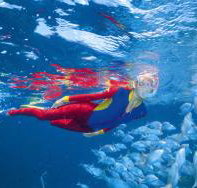 Pixie Pinnacle Dive Site - Surfers Gold Coast