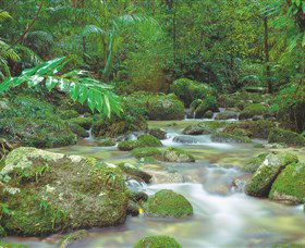 Mossman Gorge, Daintree National Park - Surfers Gold Coast 0